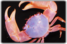 Pocillopora Symbiont Crab